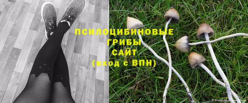 купить наркоту  Киренск  Псилоцибиновые грибы Psilocybe 